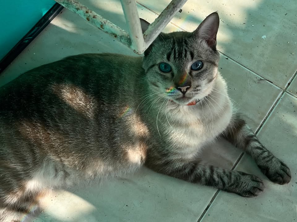 Foto de Herminio