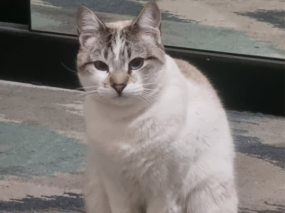 Foto de Hestia