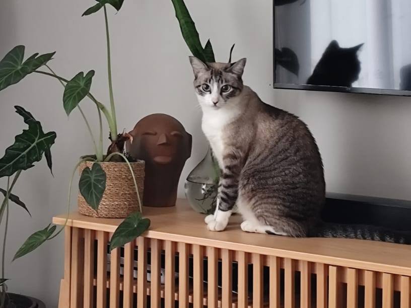 Foto de Clau