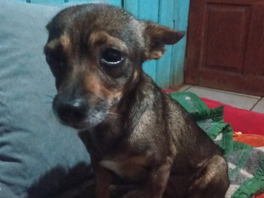 Foto de Fuinha