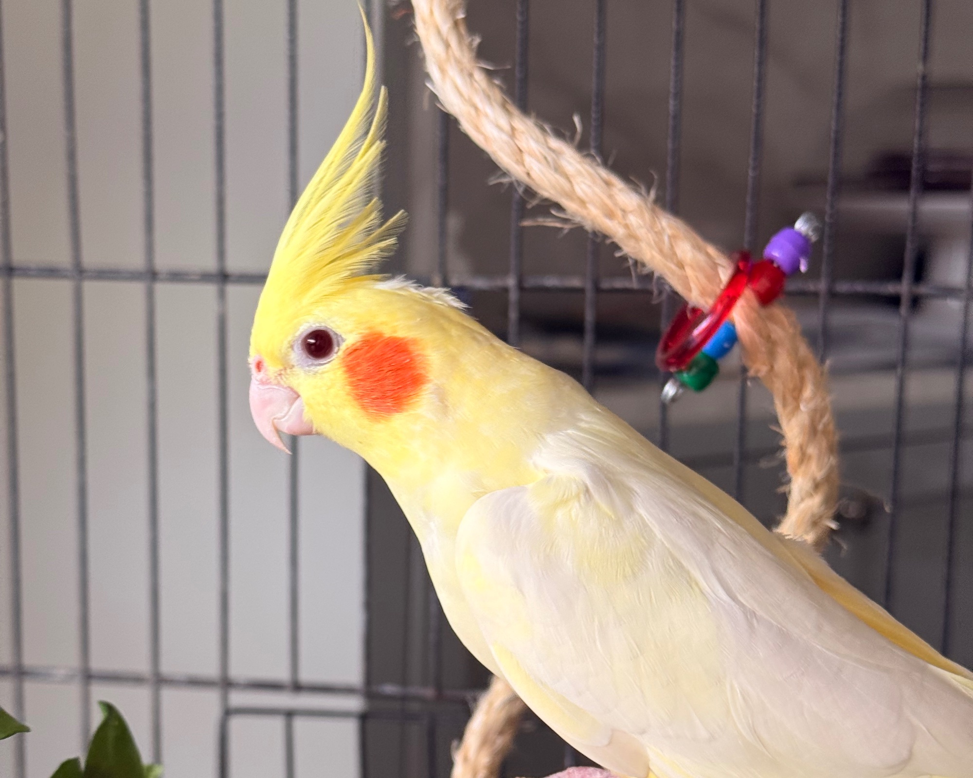 Foto de Pikachu