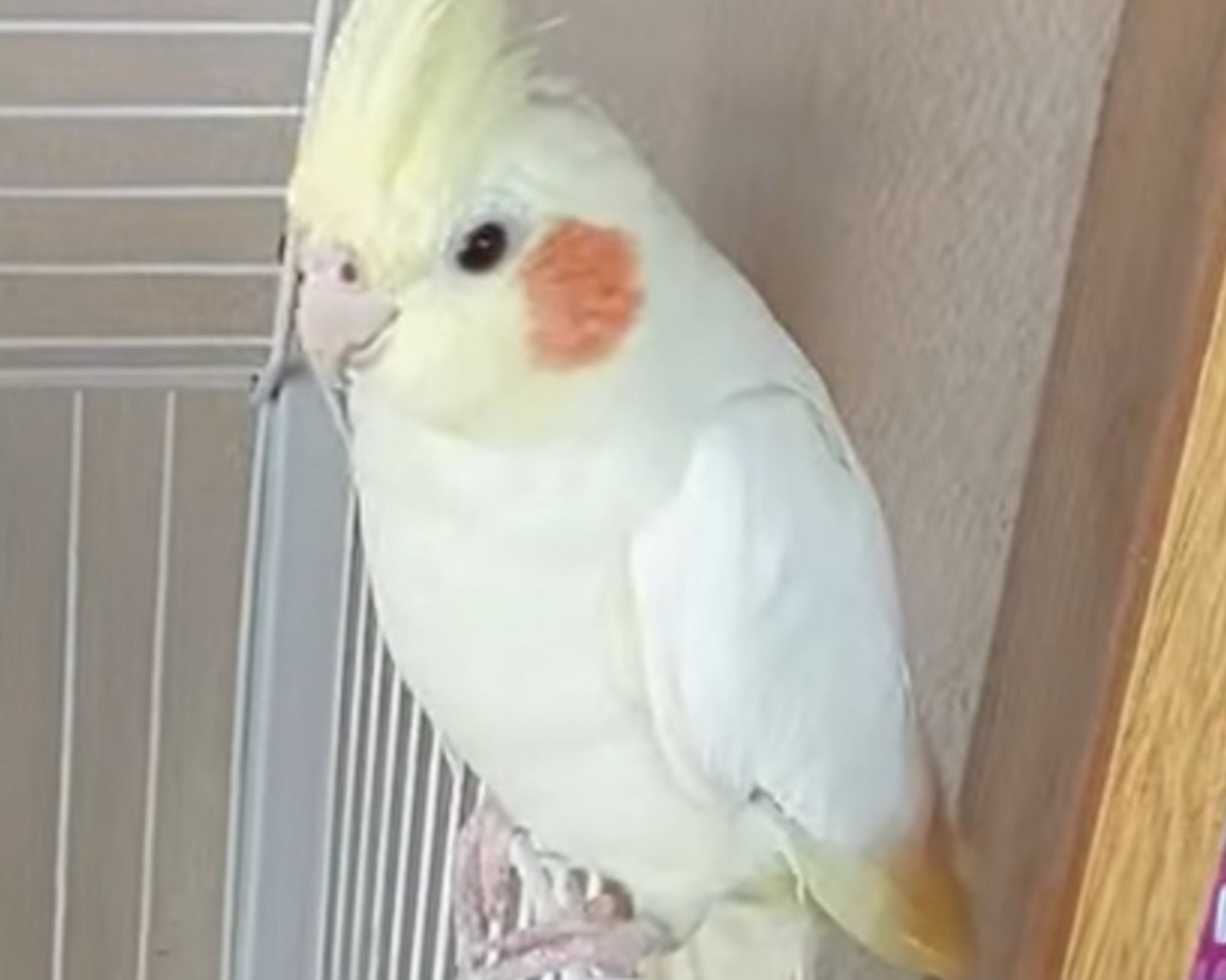 Foto de Sunny