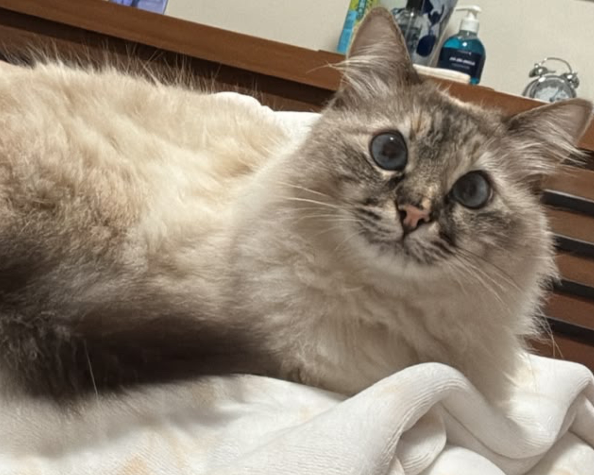 Foto de Bonnie