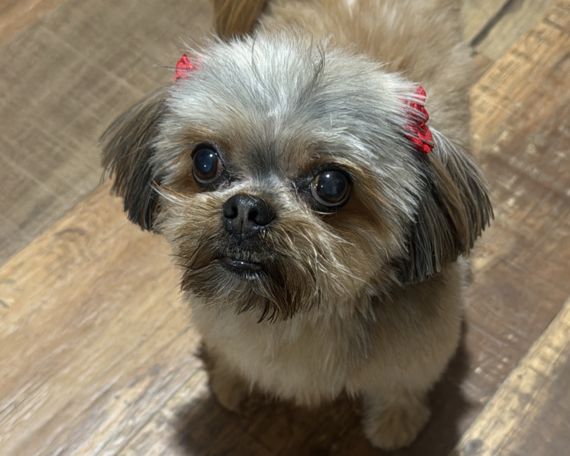 Foto de Maya
