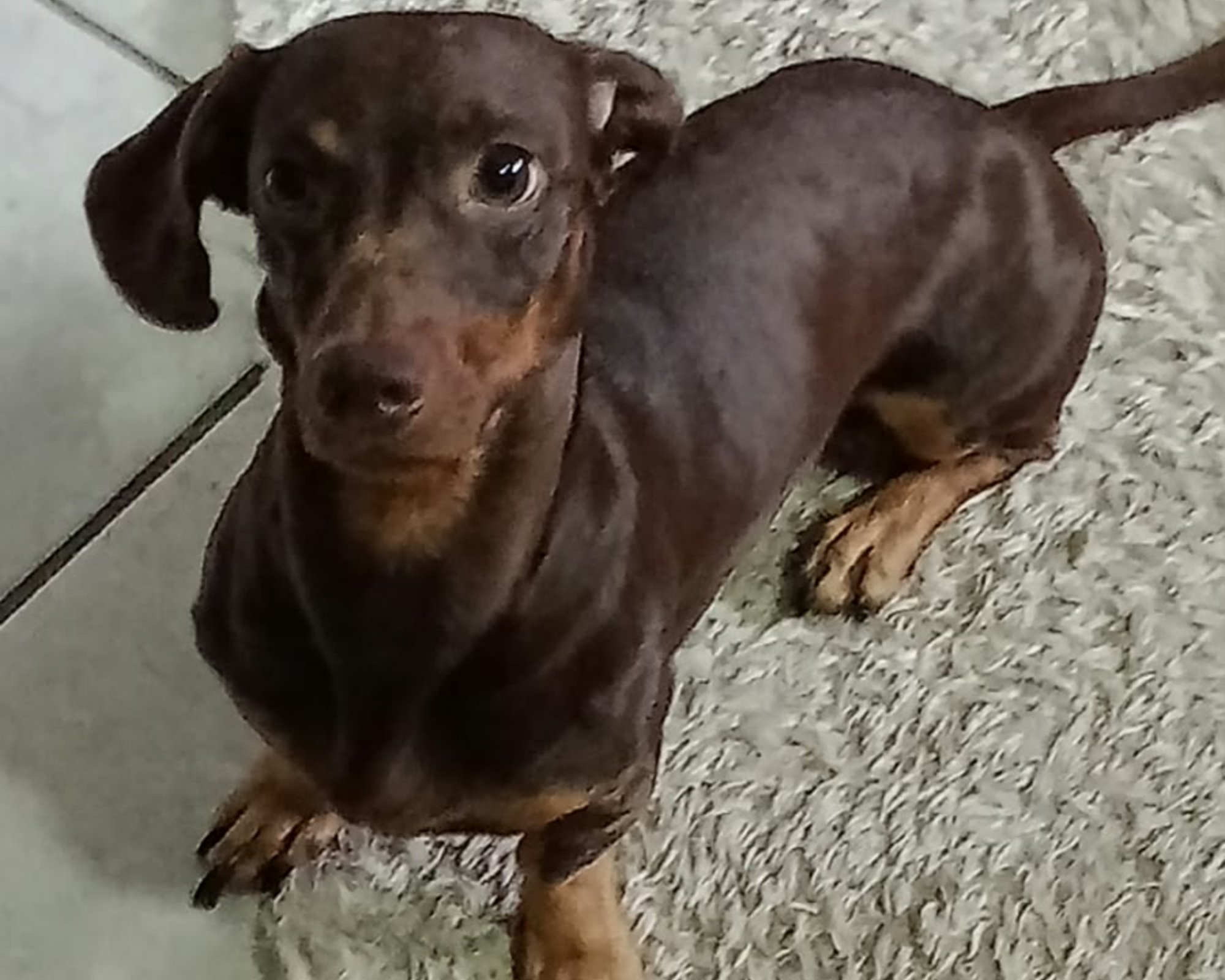 Foto de Scooby