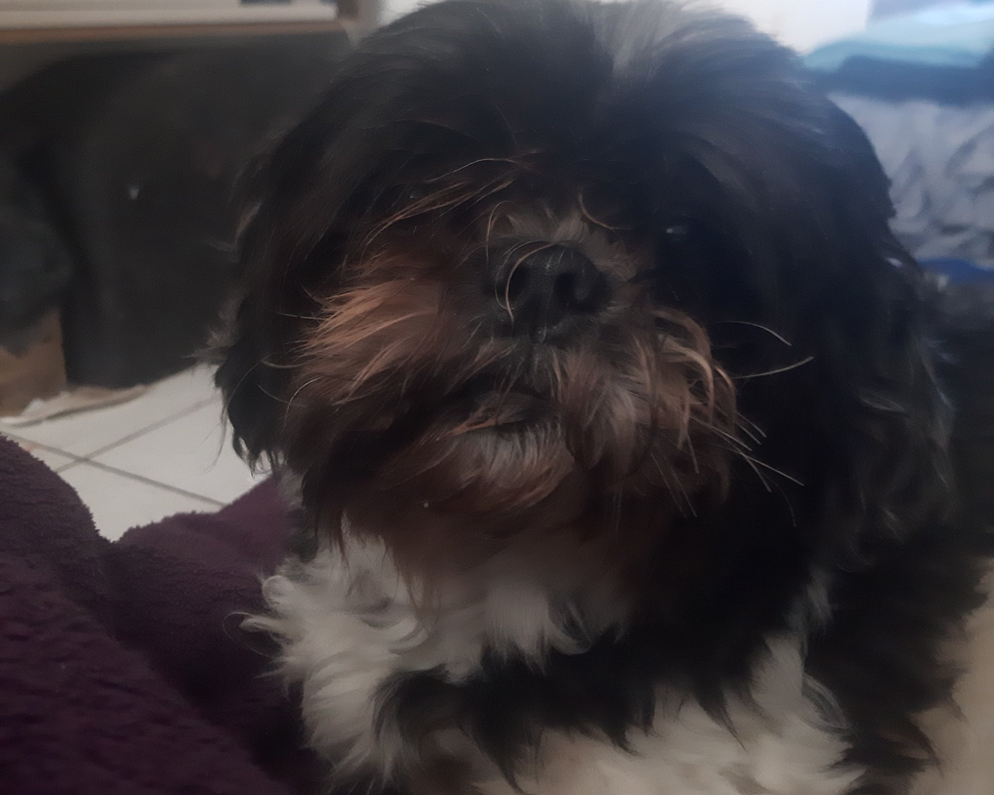 Foto de Bela