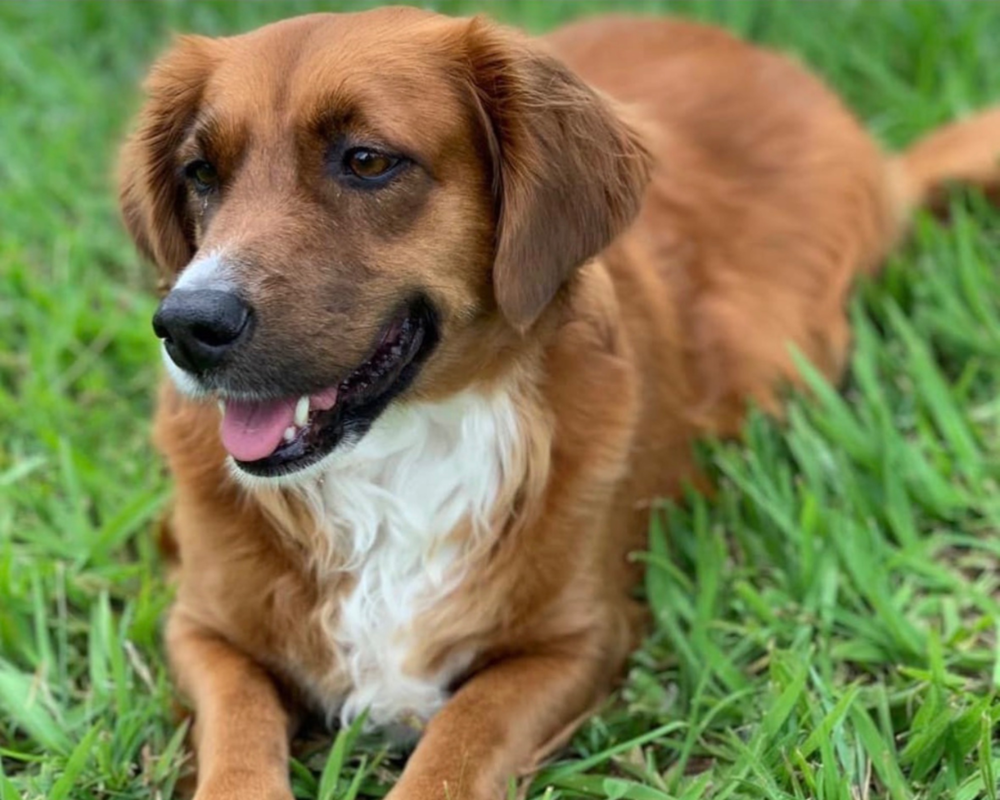 Foto de Cachorra (Chôti)