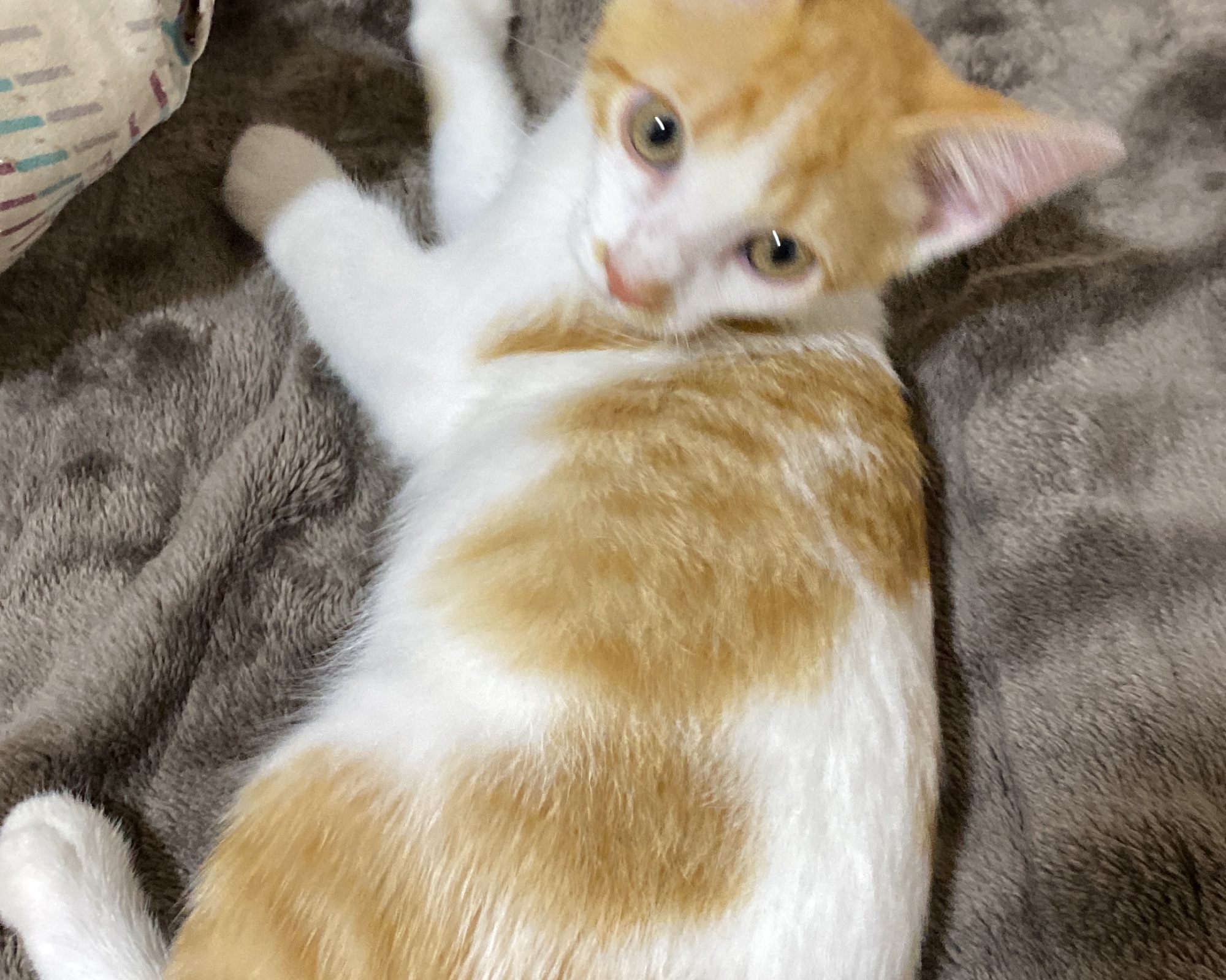 Foto de Porcaria