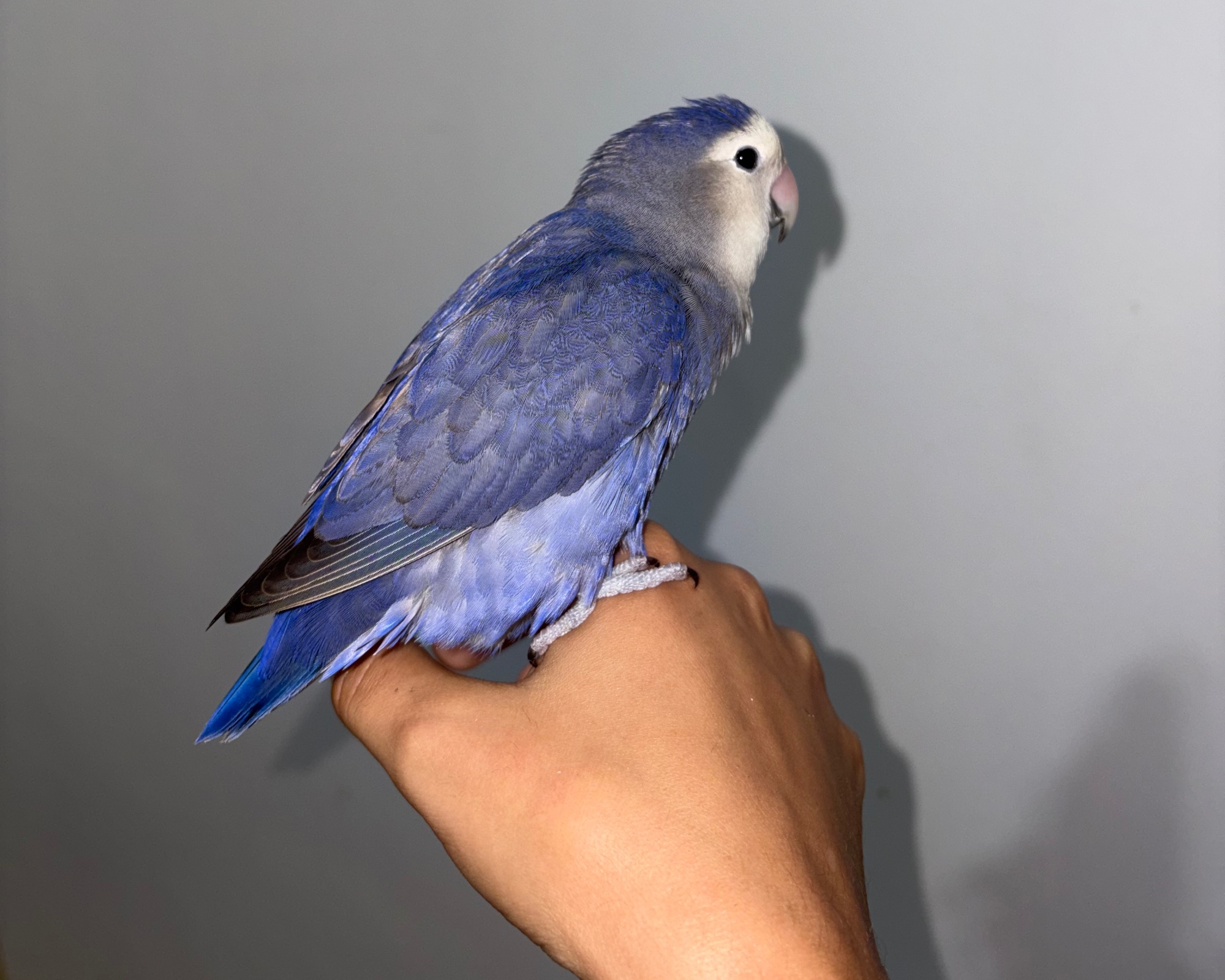 Foto de Pétala