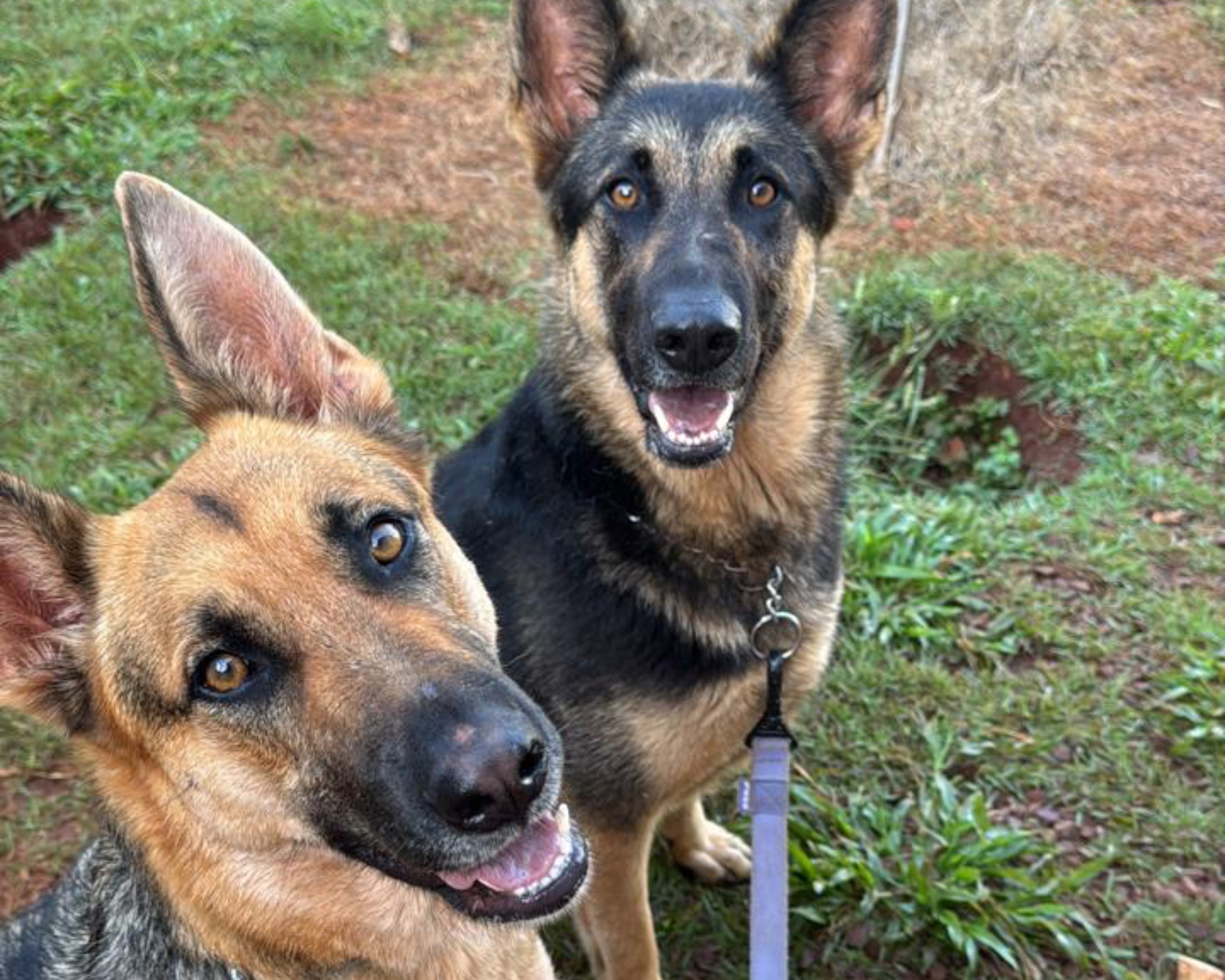 Foto de Amora e Athena