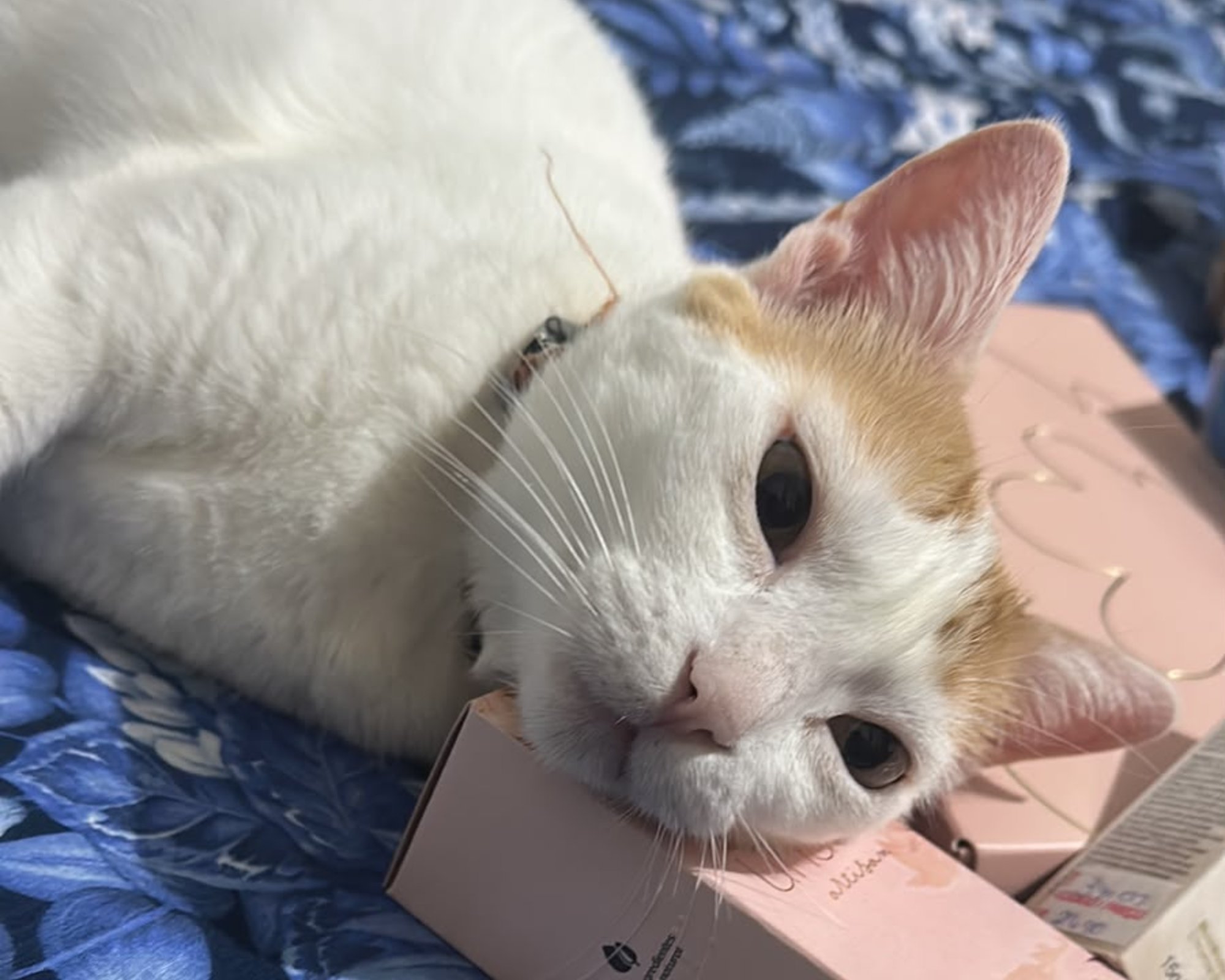 Foto de Amandinha