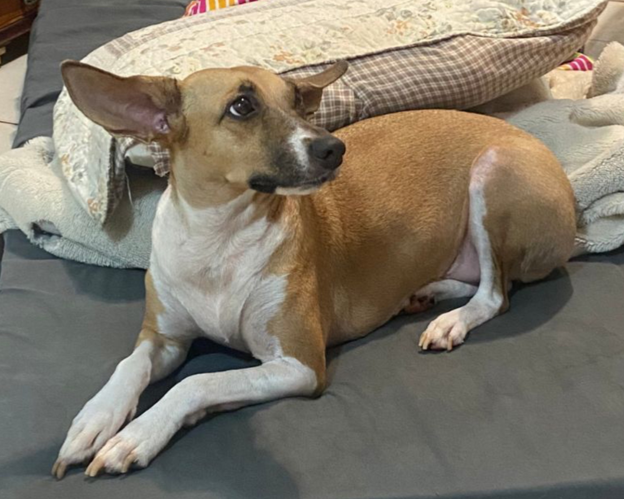 Foto de Lilica