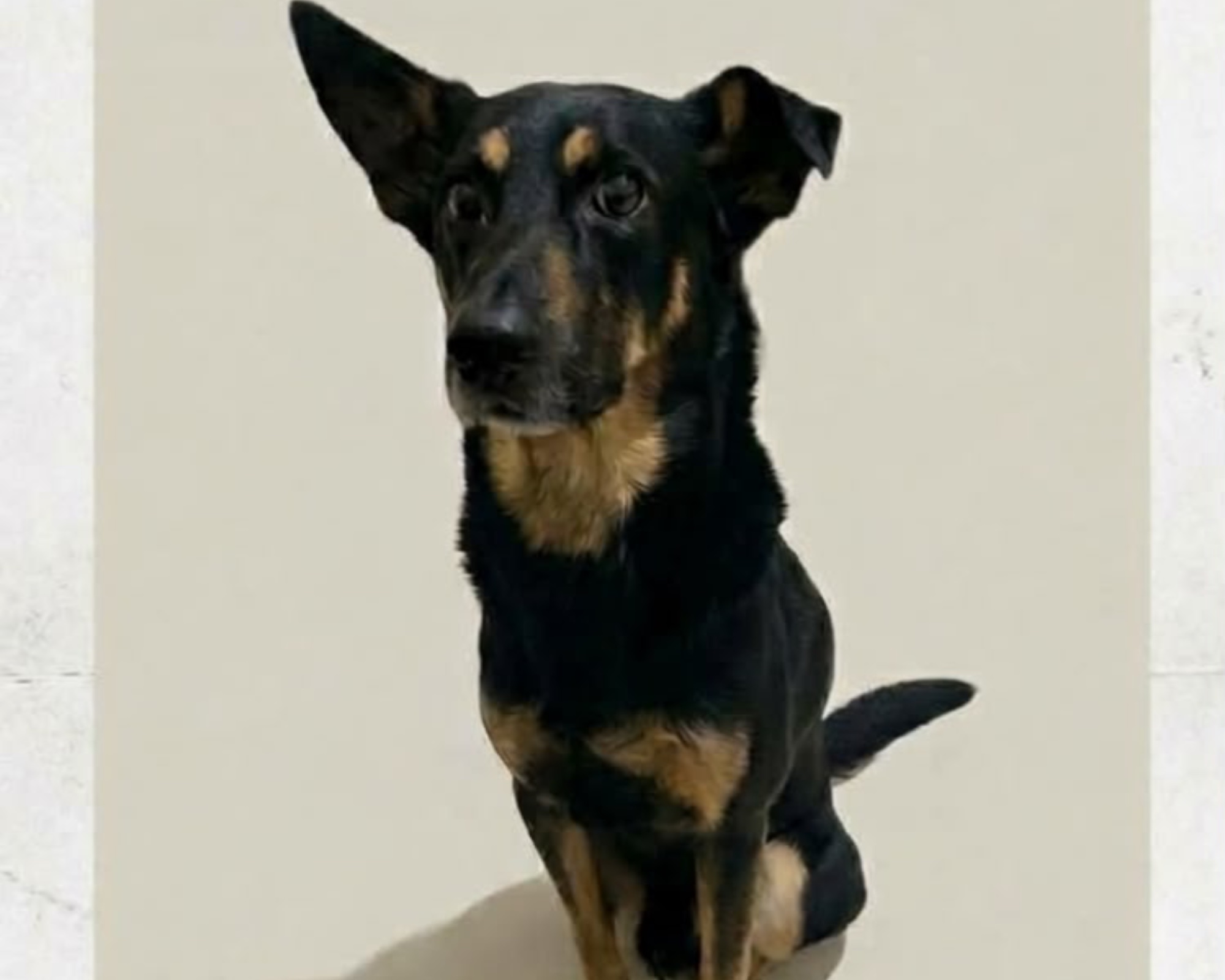 Foto de Rocket