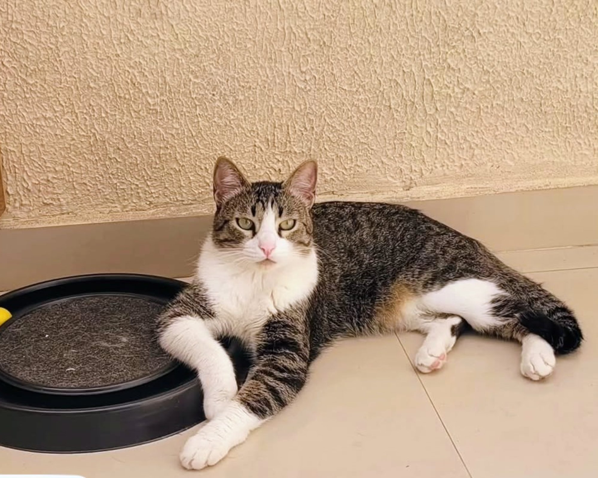 Foto de Thor