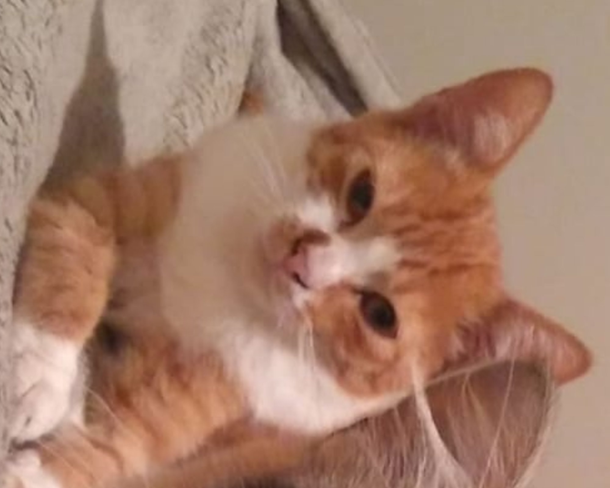 Foto de Mel