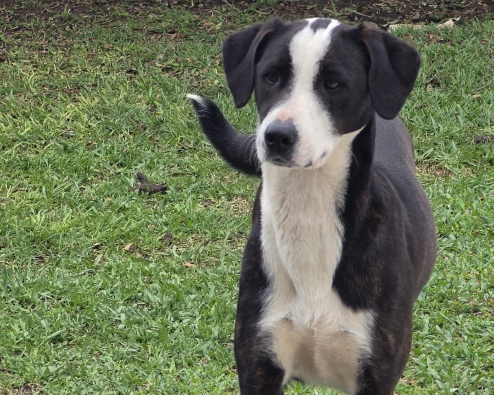 Foto de Jujuba