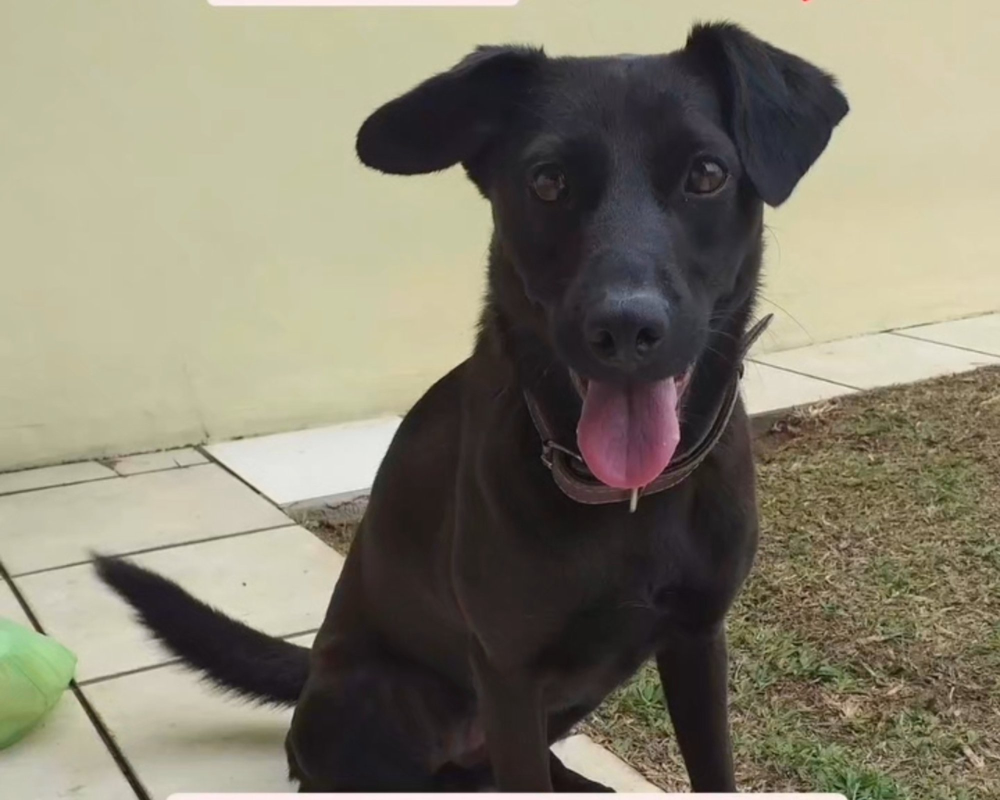 Foto de Nala