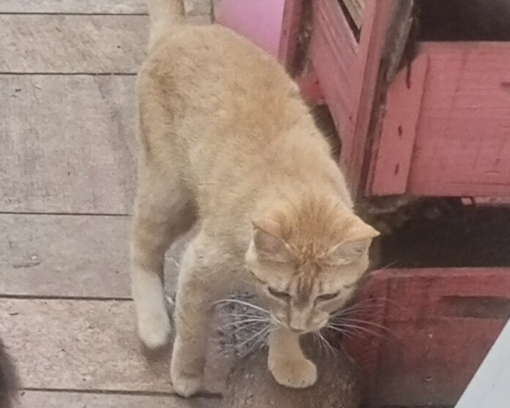 Foto de Doly