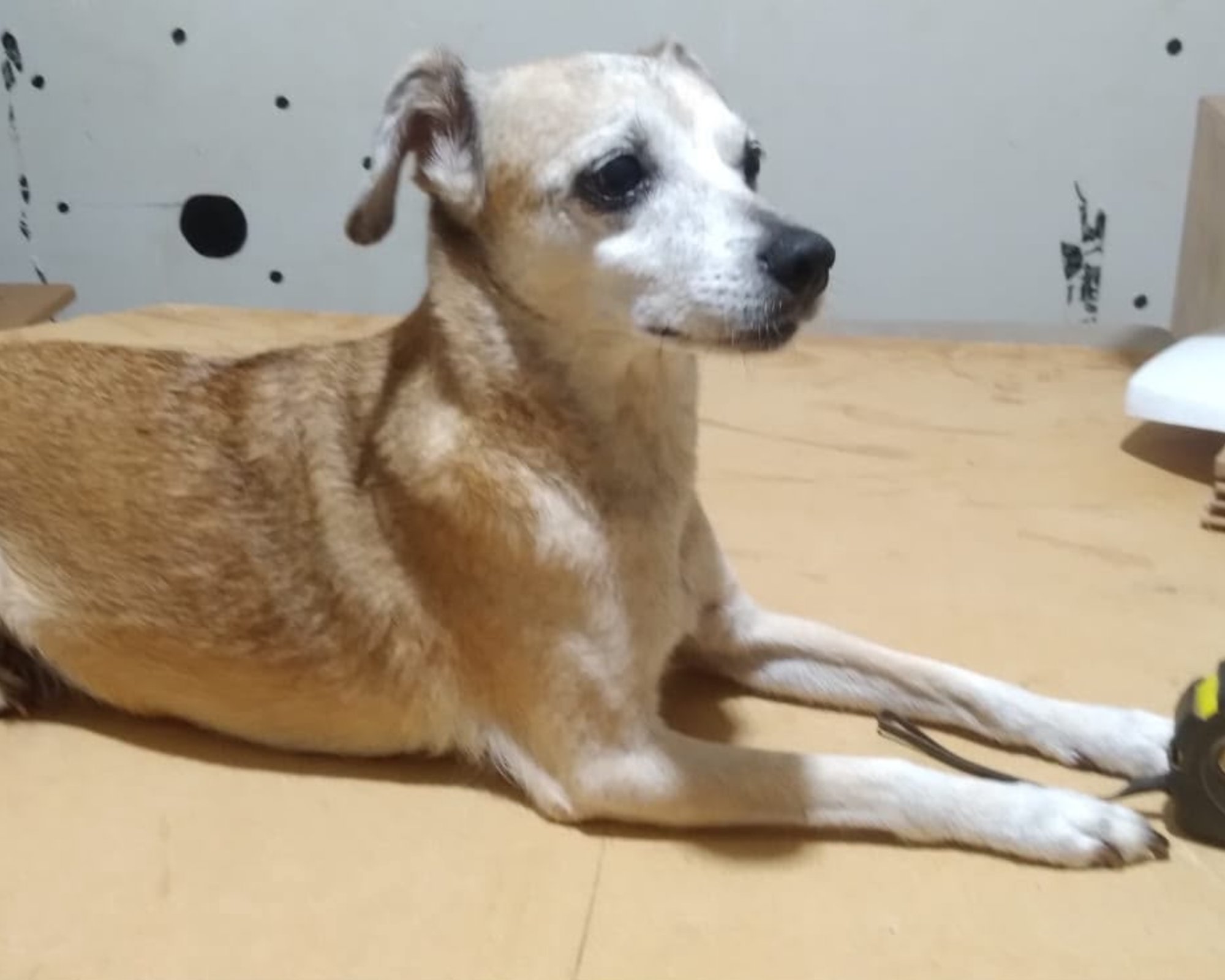 Foto de Chibinha