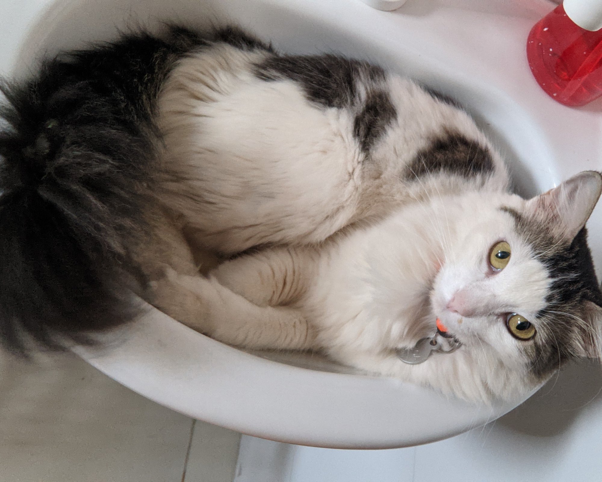 Foto de Pitica