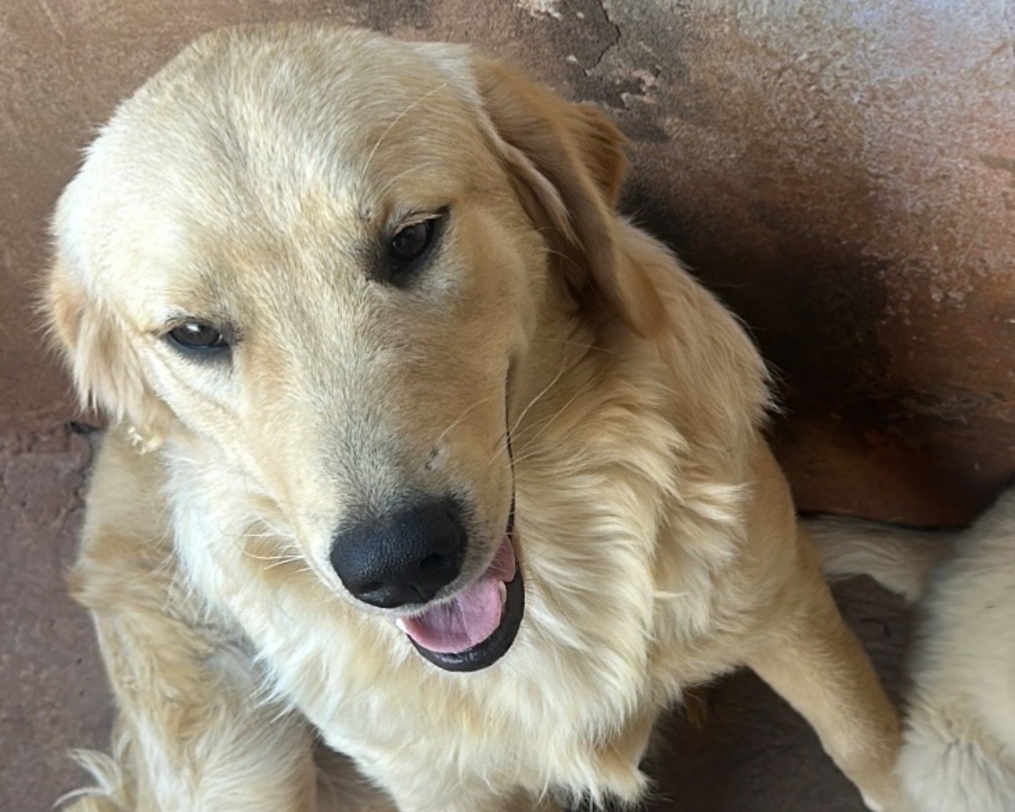 Foto de Paçoca