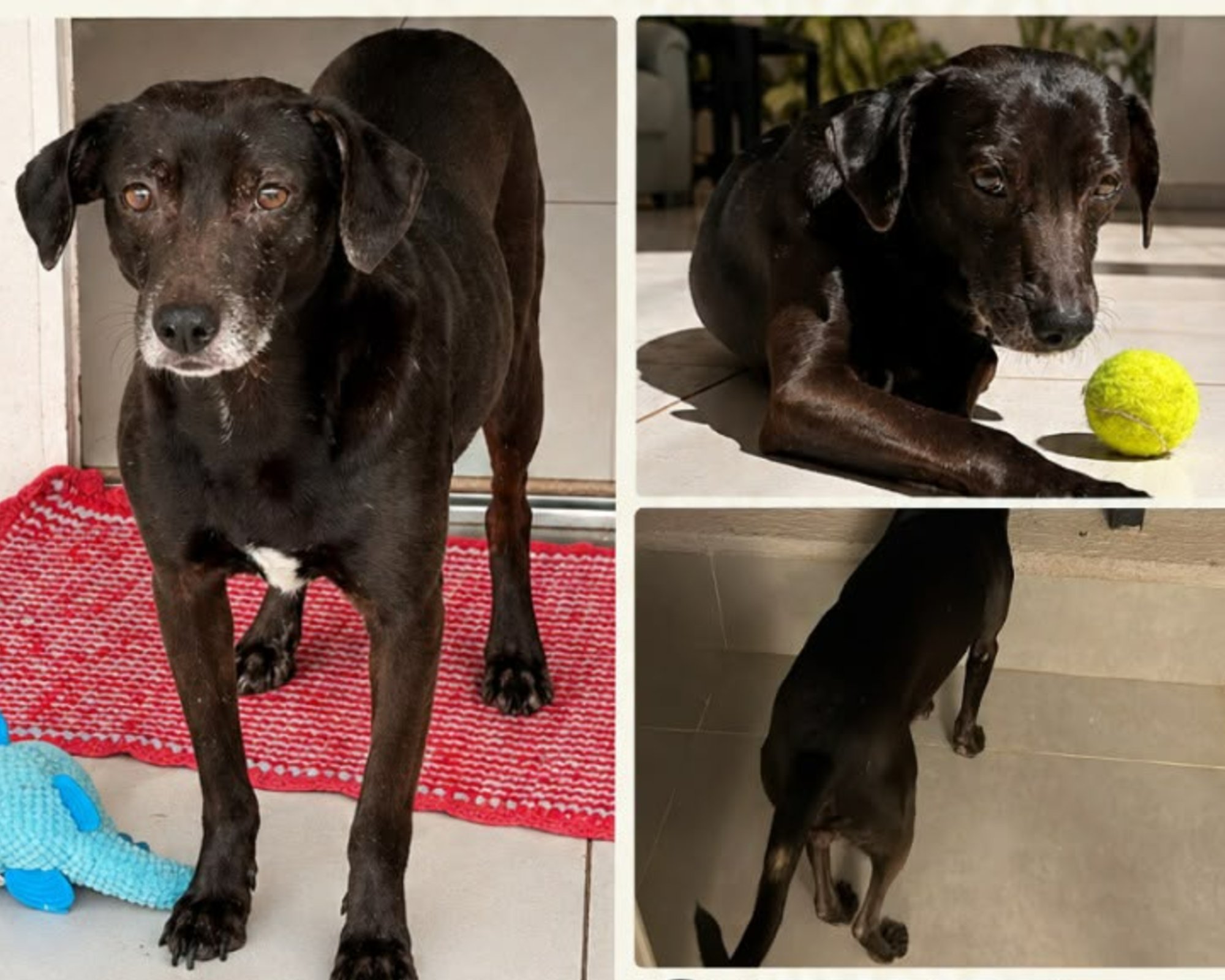 Foto de Neguinho
