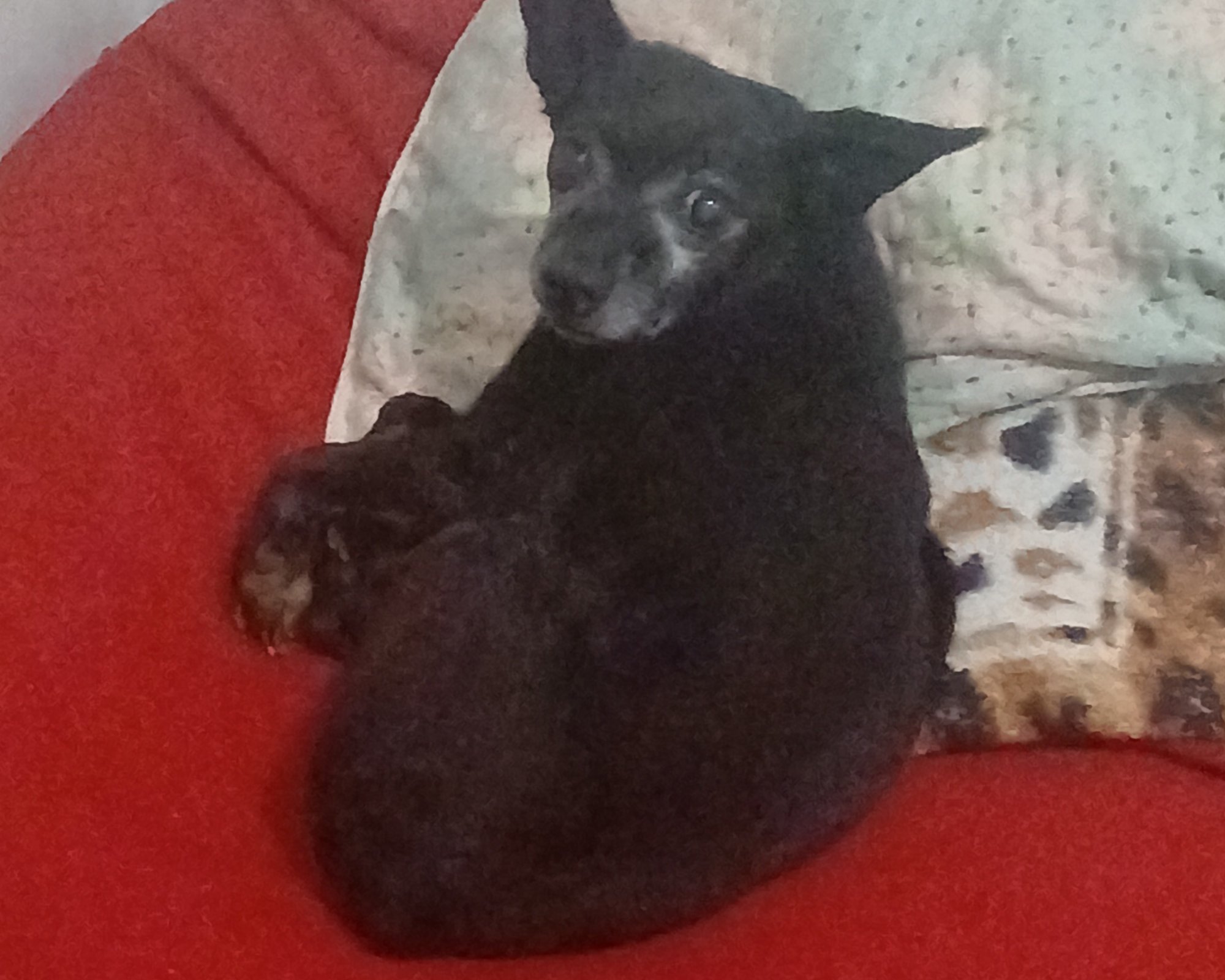 Foto de Pingo