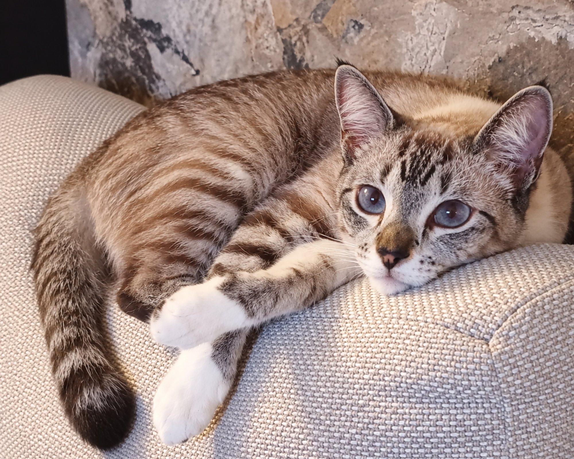 Foto de Safira