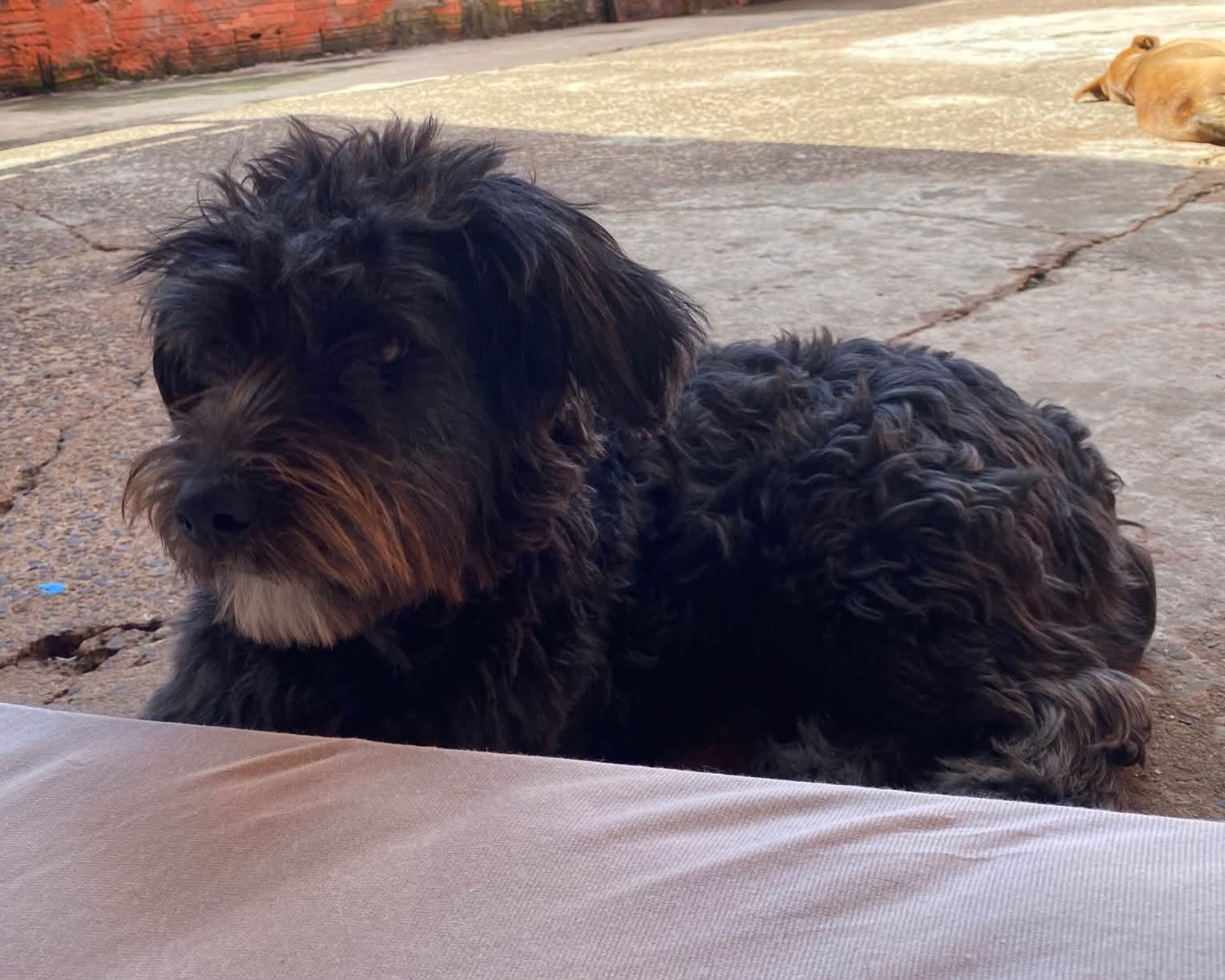 Foto de Lilica